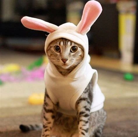 cat in rabbit costume